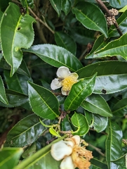 Metapocyrtus adspersus