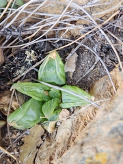Asphodeloideae