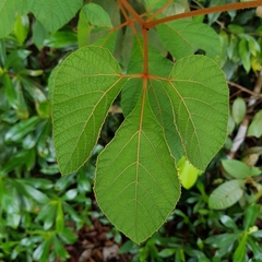 Ampelocissus elegans