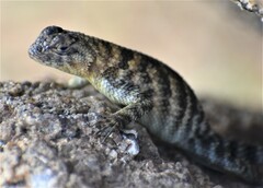 Sceloporus orcutti