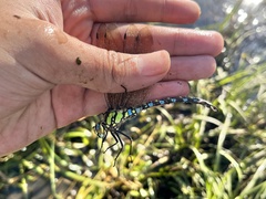 Aeshna cyanea