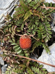 Rubus taiwanicola