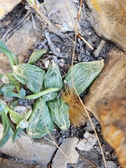 Asphodeloideae