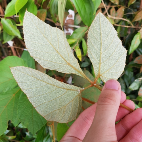 Image of Ampelocissus elegans by (c) pbsg, some rights reserved (CC BY)