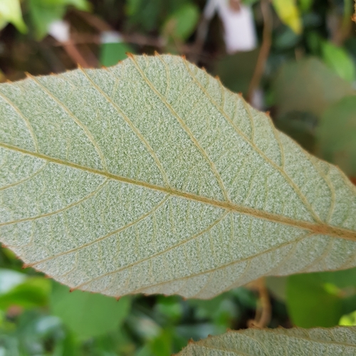 Image of Ampelocissus elegans by (c) pbsg, some rights reserved (CC BY)