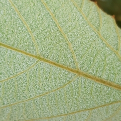 Ampelocissus elegans