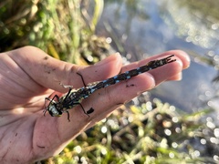 Aeshna cyanea