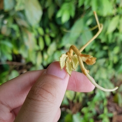 Ampelocissus elegans