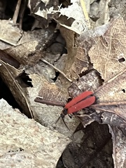 Dictyoptera aurora
