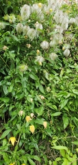 Clematis tangutica