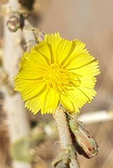 Lactuca aculeata