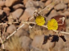 Lactuca aculeata
