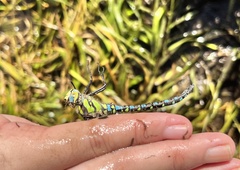 Aeshna cyanea