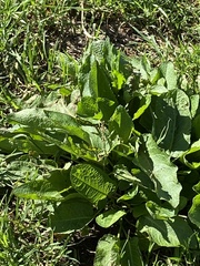 Rumex azoricus