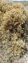 Cyclolepis genistoides