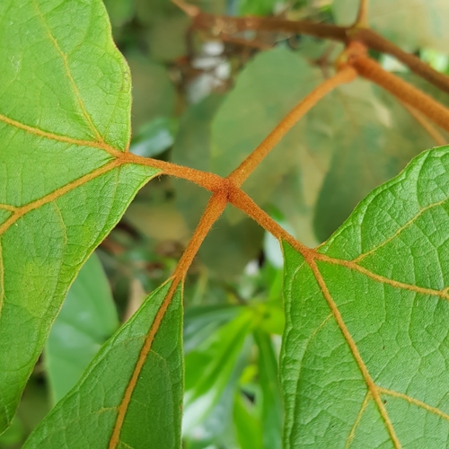 Image of Ampelocissus elegans by (c) pbsg, some rights reserved (CC BY)