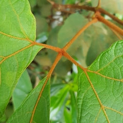 Ampelocissus elegans