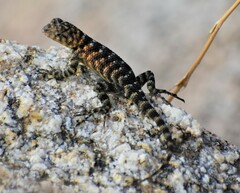 Sceloporus orcutti