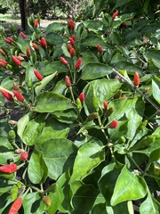 Capsicum