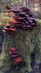 Heimiomyces