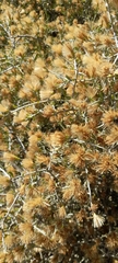 Cyclolepis genistoides