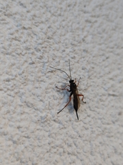 Pimpla rufipes