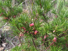 Brachyloma ericoides