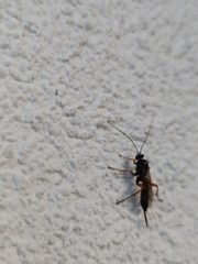 Pimpla rufipes