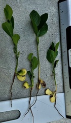Dermatophyllum secundiflorum