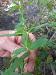 Teucrium