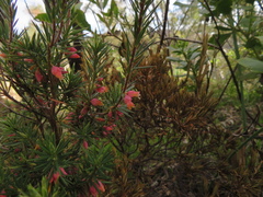 Brachyloma ericoides