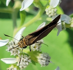 Hesperiidae