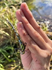 Aeshna cyanea