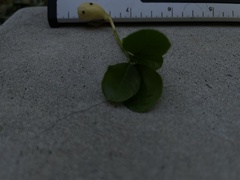 Dermatophyllum secundiflorum