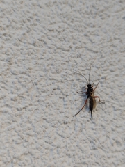 Pimpla rufipes