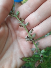 Teucrium