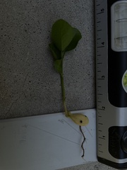 Dermatophyllum secundiflorum