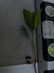 Dermatophyllum secundiflorum