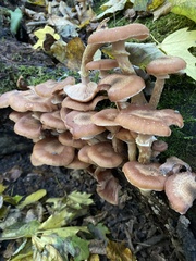Armillaria cepistipes