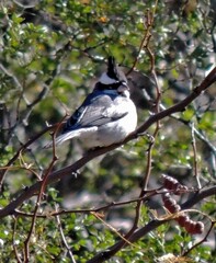 Lophospingus pusillus