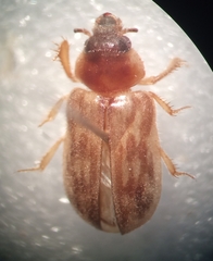 Heteroceridae