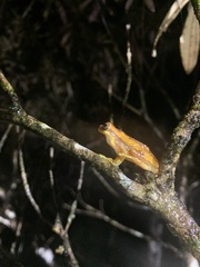 Dendropsophus ebraccatus