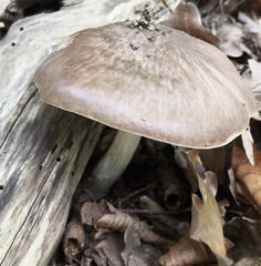 Pluteus cervinus