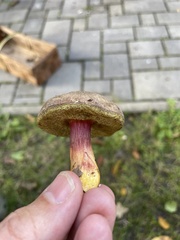 Xerocomellus chrysenteron