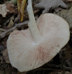 Pluteus cervinus