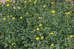 Argemone mexicana