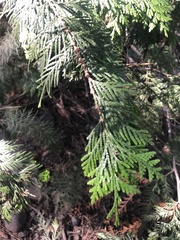 Thuja plicata