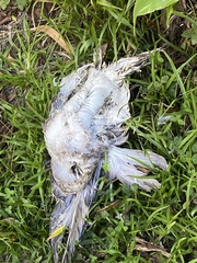 Streptopelia decaocto