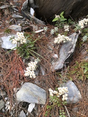 Anaphalis morrisonicola