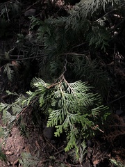 Thuja plicata